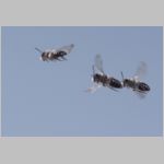 Andrena vaga - Weiden-Sandbiene 30 - Sandgrube Niedringhaussee.jpg